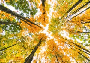 bright orange, yellow, and green leaves sparkling in the sunlight