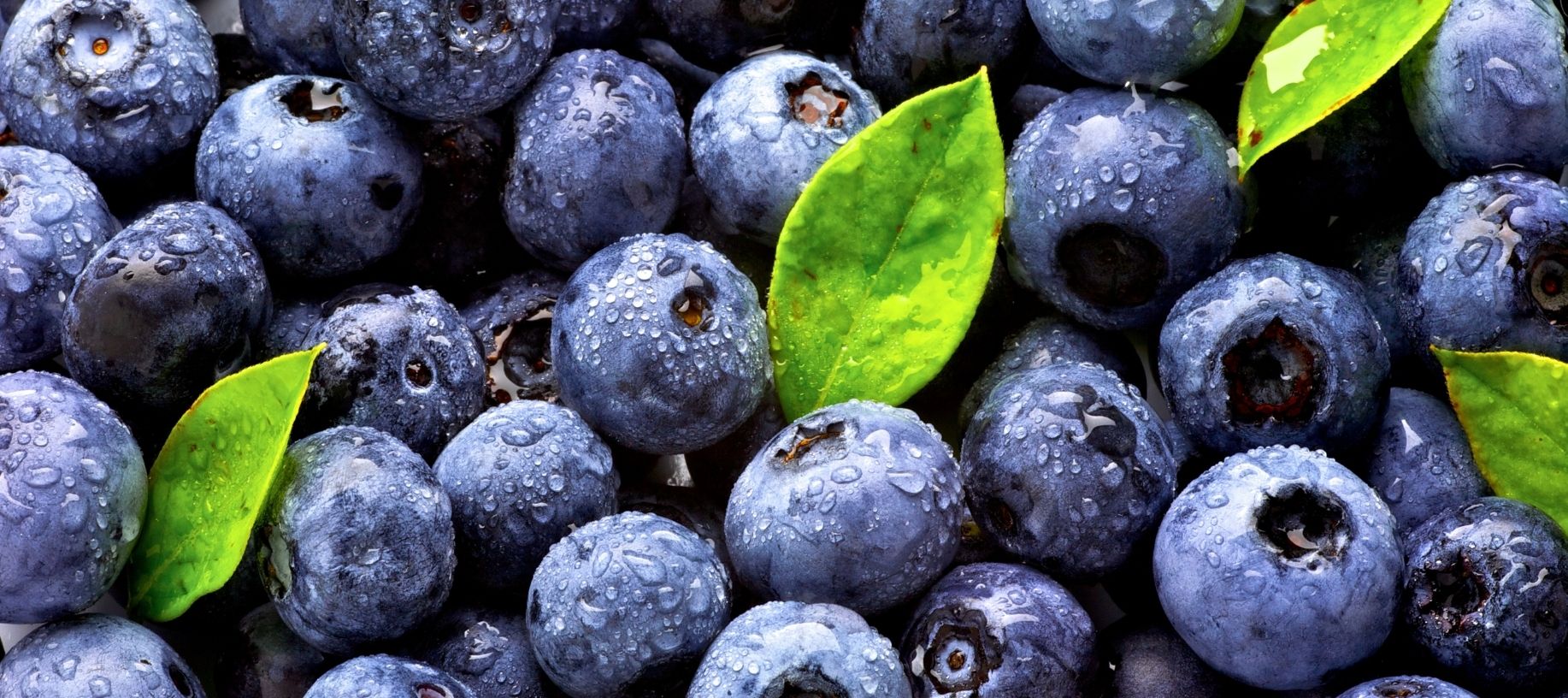 Plum, juice blueberries with bright green leaves