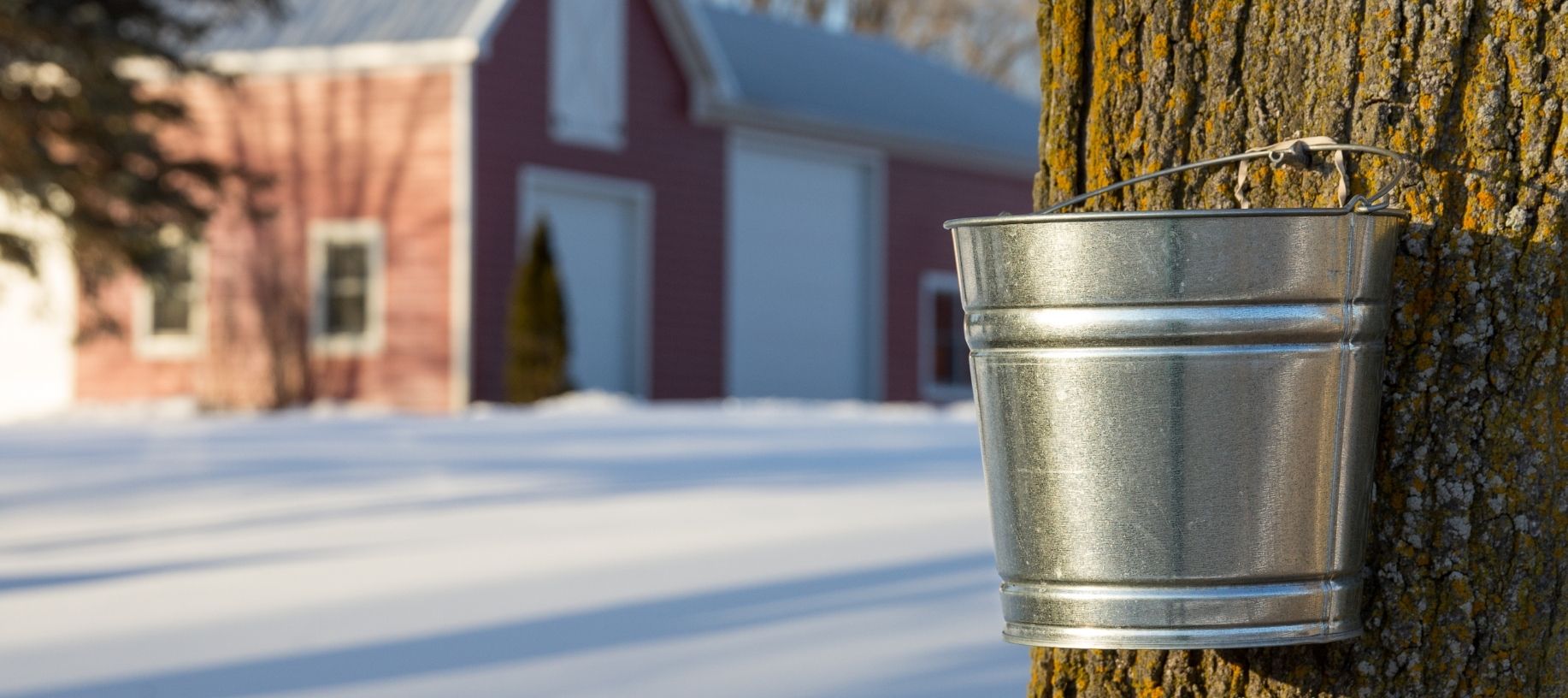 Tin pail collecting maple syrup from a maple tree with red barn in the background