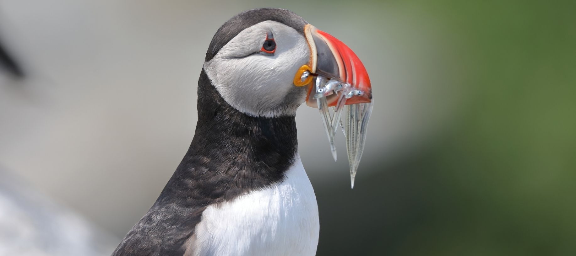 Black and white Atlantic puffin with fish in his beak