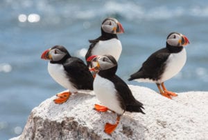 black and white puffins with orange feet and colorfully striped beaks sitting on a rock