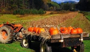 Field of tractor trailer full of pumpkins surrounded by grassy lawn, hay, and distant trees