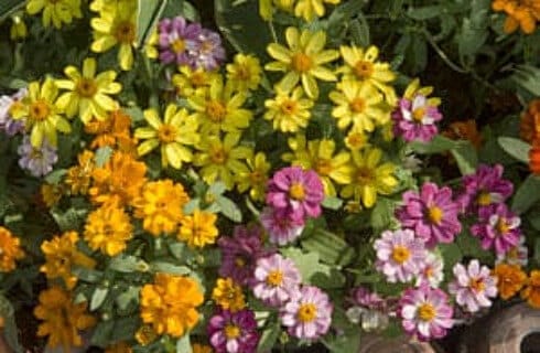 A profusion of pink, orange, yellow and purple flowers in a garden.