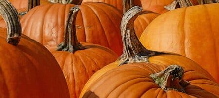 Several large orange pumpkins