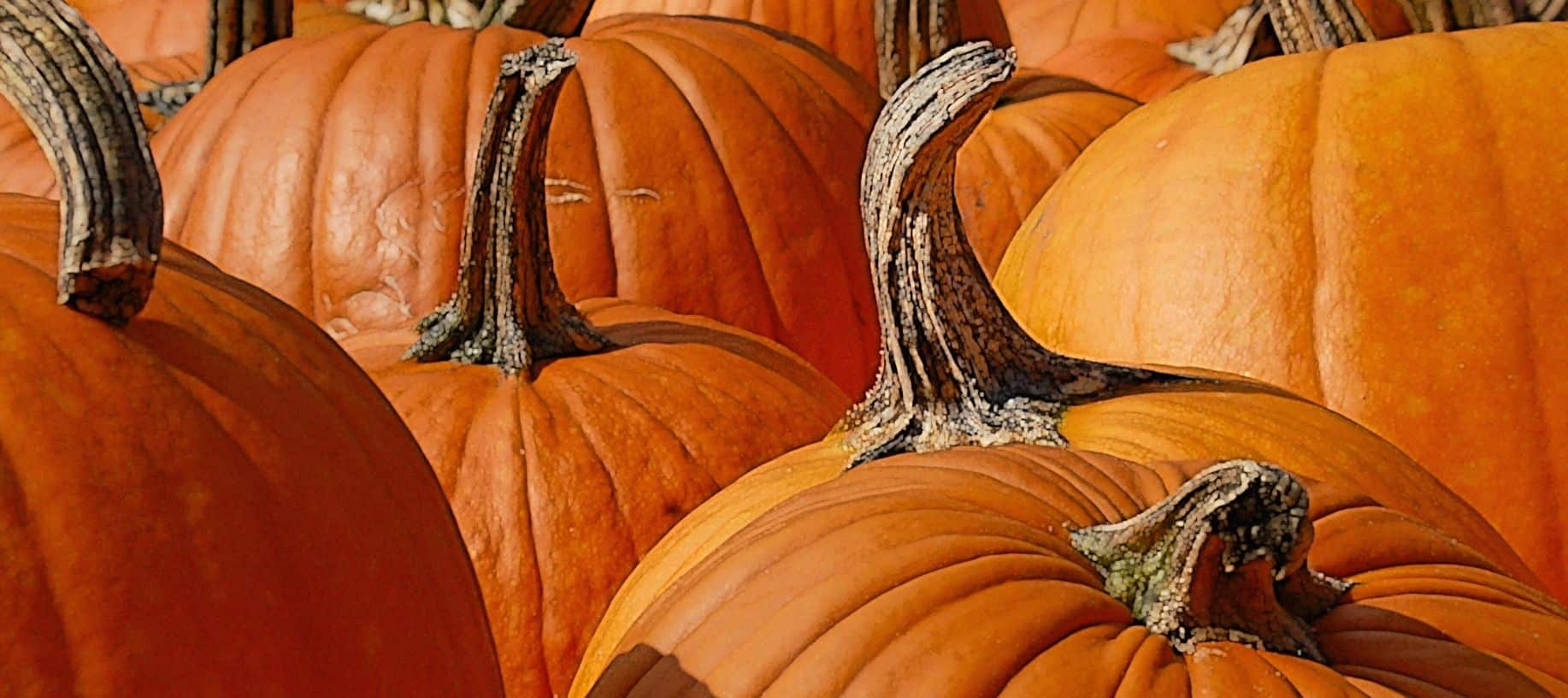 Several large orange pumpkins