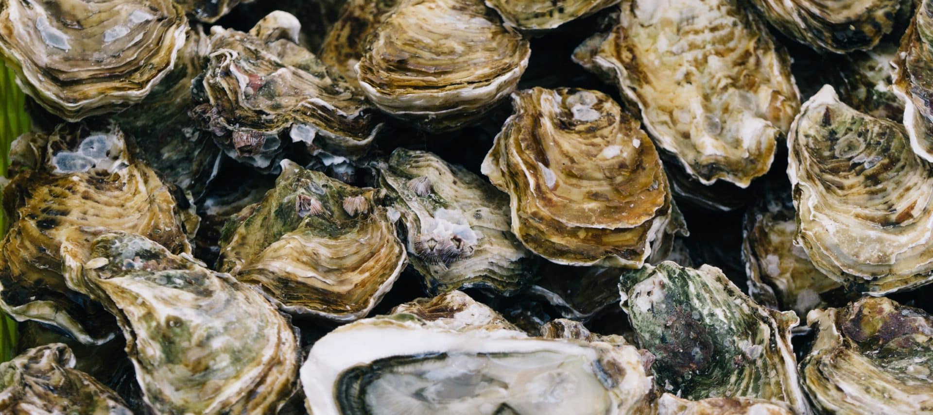 Pile of oysters in their shells