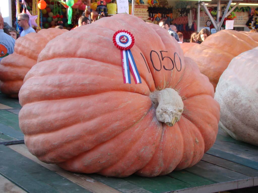 Giant pumpkin earns award for size