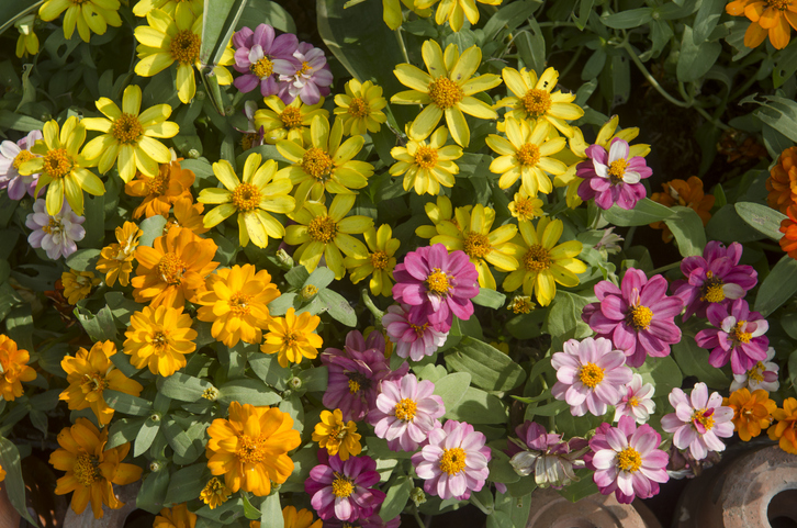 5 Beautiful Gardens to Visit in Maine | Newcastle Inn