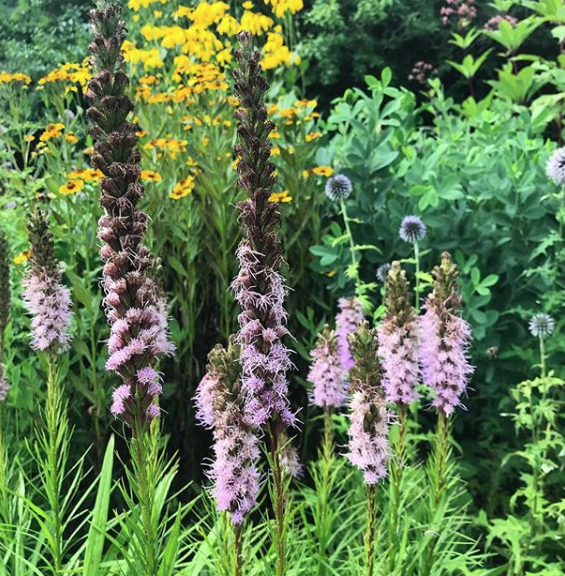 image of merryspring nature center